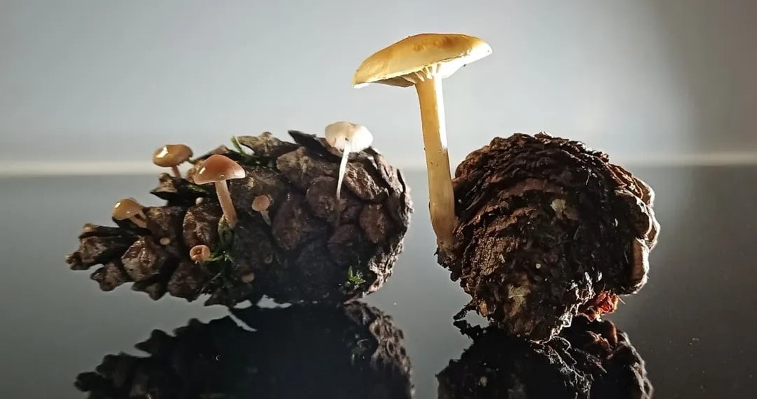 Ялиновий шишконос росте на ялинових шишках маленькими групами і нечасто зустрічається в лісі /Domena publiczna