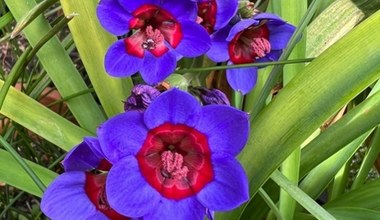Її називають "квіткою бабуїна", як її виростити у власному саду? 