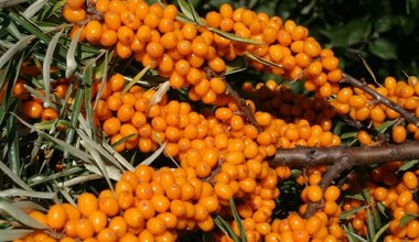 Її ягоди називають "сибірським золотом". В них більше вітаміну С, ніж у лимонах та апельсинах