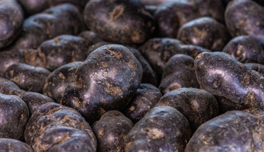 Її їв король Ян IIІ. Це скарбниця антиоксидантів, багата на калій та магній. Дбає про здоров’я серця, знижує тиск