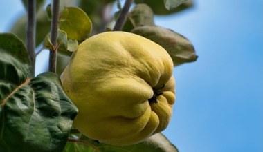Його називають "польським лимоном". Він ідеально підходить для приготування сиропу та соку