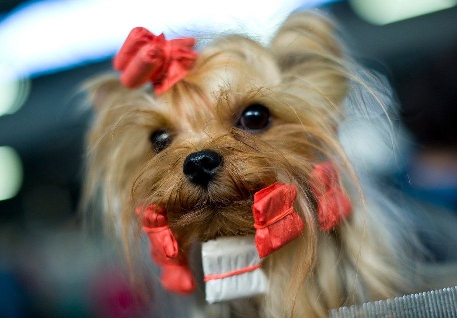 Skradziony pies uciekł i wrócił do właścicielki