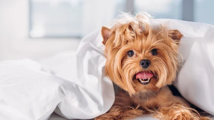 Yorkshire terrier 