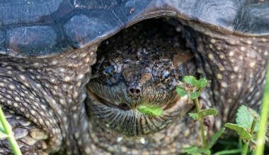 Z akwarium i klatki na wolność. Tak tworzymy ogromne zagrożenie dla natury