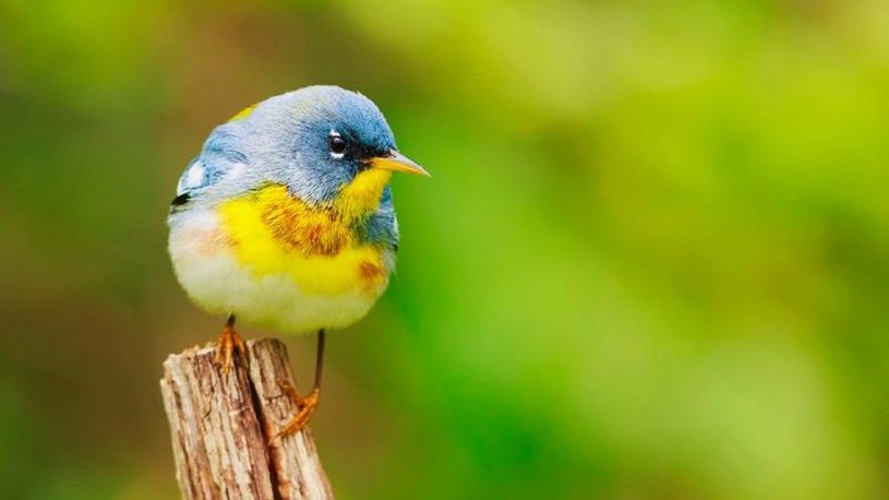 Z Ameryki Północnej zniknęły 3 miliardy ptaków. „To wielki kryzys bioróżnorodności” /Geekweek
