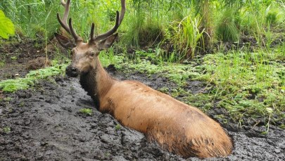 Z bagna wystawał tylko łeb. Dramatyczna akcja ratowania jelenia