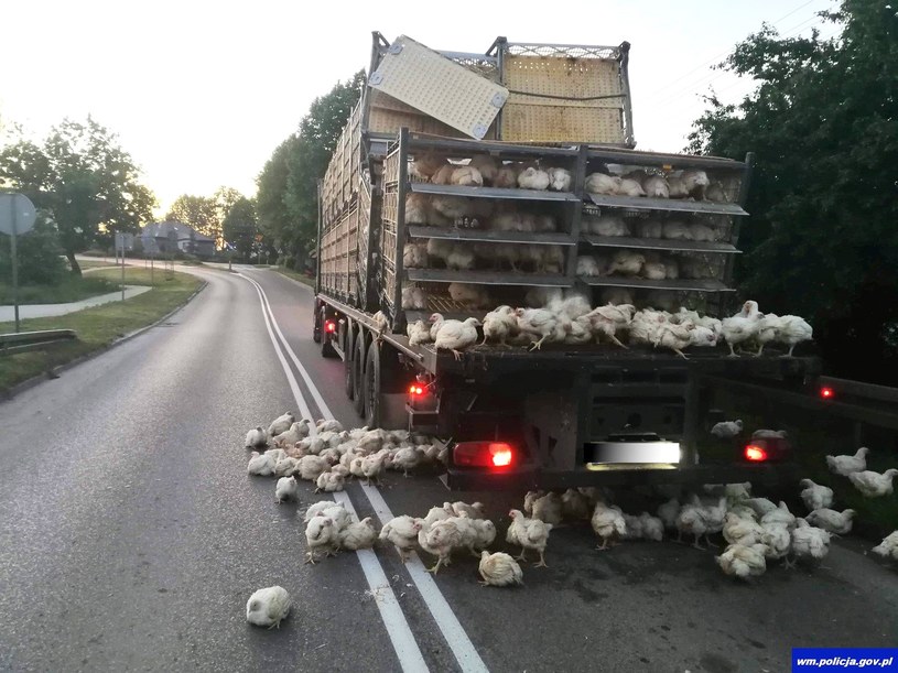 Z ciężarówki spadły klatki z kurczakami /Informacja prasowa