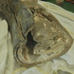 Z ciosami mamuta przez granicę. Co na to celnicy?