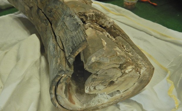 Z ciosami mamuta przez granicę. Co na to celnicy?