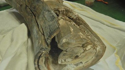 Z ciosami mamuta przez granicę. Co na to celnicy?