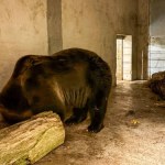 Z cyrku do zoo. Doświadczona niedźwiedzica trafiła do Poznania
