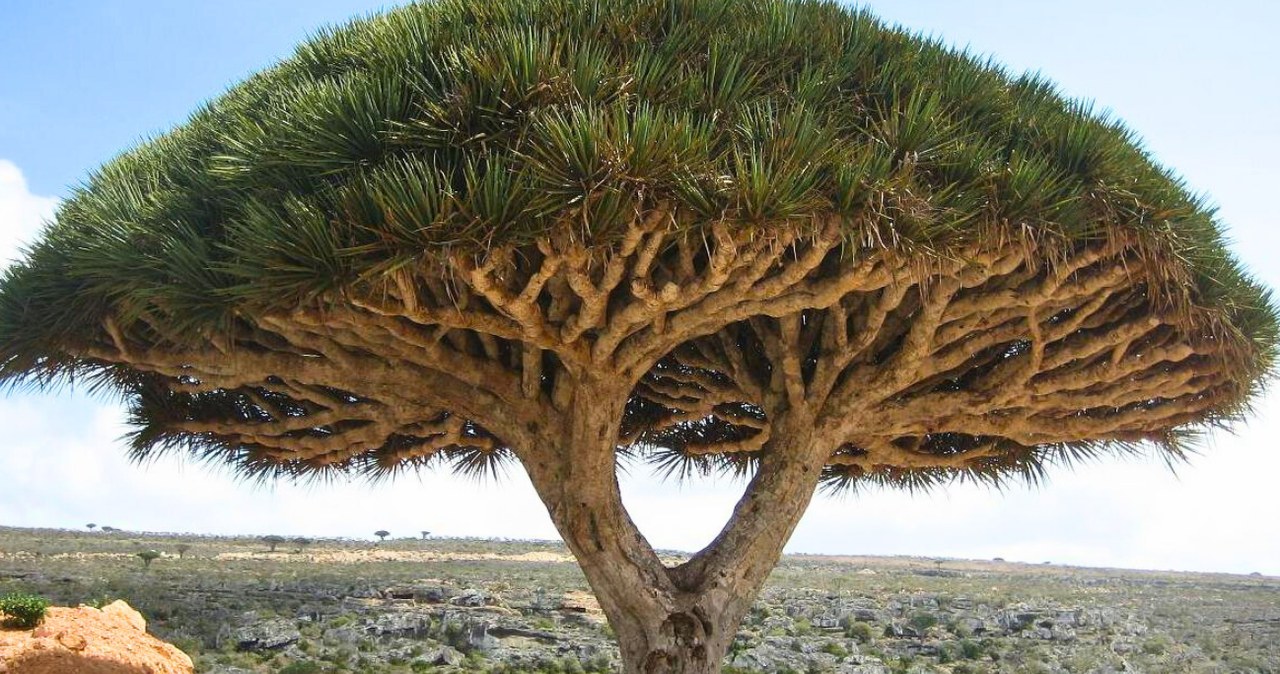 Z czego słynie Sokotra? /Boris Khvostichenko /CC BY-SA 4.0