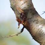 Z drzew wycieka bursztynowa ciecz. Co się dzieje?