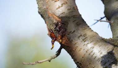 Z drzew wycieka bursztynowa ciecz. Co się dzieje?
