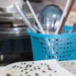 Z dwóch kuchennych składników robię taką pułapkę na muchy, że żadna nie ma szans