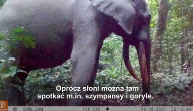Z Europy do Afryki. Nowe technologie w walce o przyrodę