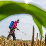 Z Europy płynie w świat zakazana produkcja. "Kolonialna perspektywa"