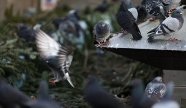 Z gołębiami w Polsce dzieje się coś dziwnego. Jedzą mięso, a powinny ziarna