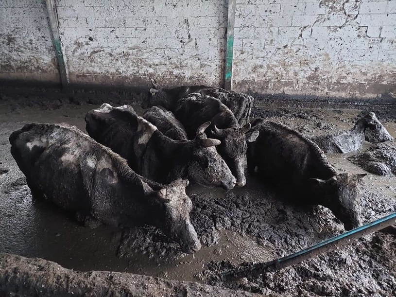 Z horroru uwolniono ok. 50 krów. Nie wiadomo, czy przeżyją /OTOZ Animals /Facebook