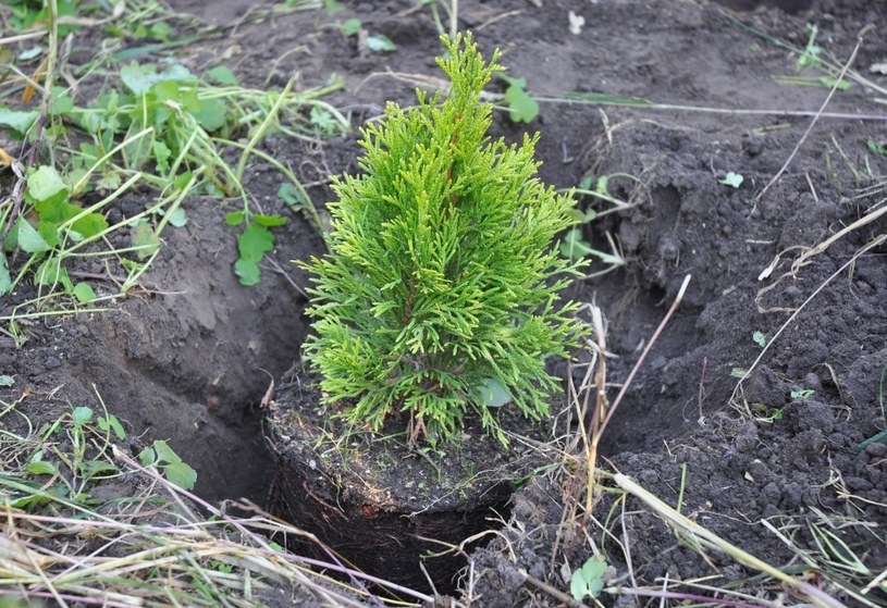 Z instrukcją sadzenia tui poradzi sobie nawet początkujący ogrodnik /123RF/PICSEL
