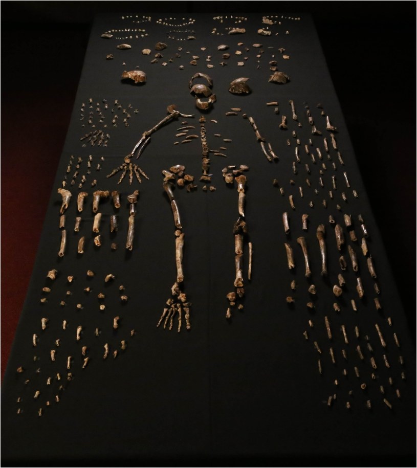 Z jaskini wydobyto ponad 1,5 tys. kości Homo naledi /materiały prasowe