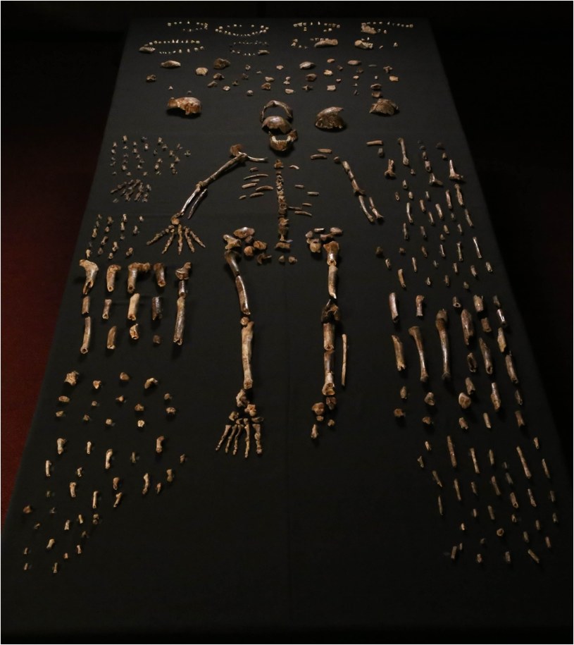 Z jaskini wydobyto ponad 1,5 tys. kości Homo naledi /materiały prasowe
