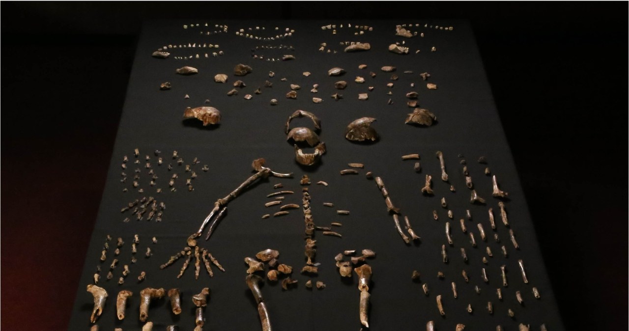 Z jaskini wydobyto ponad 1,5 tys. kości Homo naledi /materiały prasowe
