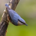 Z jego obecności ucieszy się każdy ogrodnik. Jest jedyny w Europie