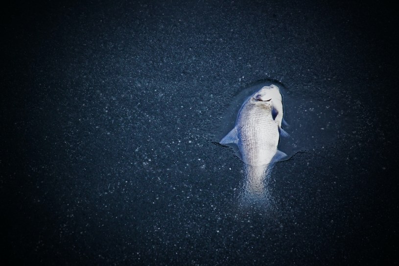 Z Kanału Gliwickiego na granicy województwa śląskiego i opolskiego wyłowiono 500 kg śniętych ryb /Unsplash