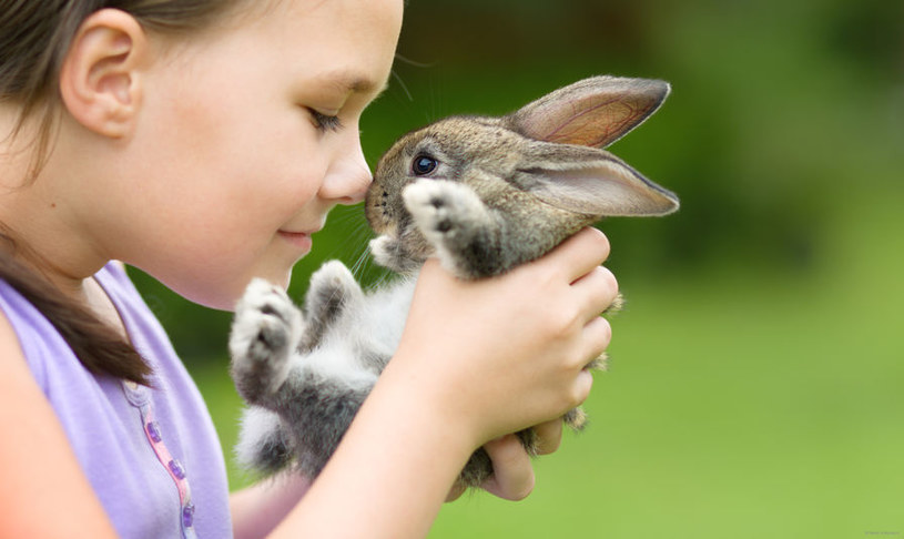 Z królikiem należy obchodzić się delikatnie /123RF/PICSEL