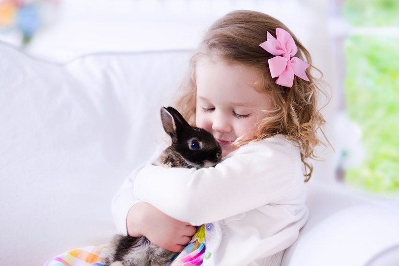 Z królikiem nie pobawimy się tak samo jak z psem czy kotem, ale można go bardzo szybko oswoić i nauczyć czystości /123RF/PICSEL