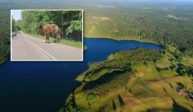 Z lasu na Mazurach nagle wyłonił się wielbłąd. Kierowcy byli w szoku