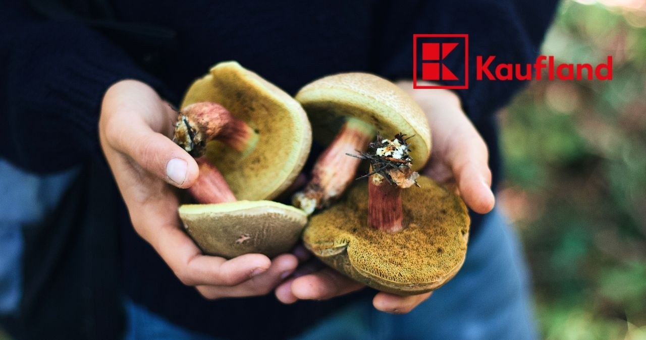 Z lasu prosto na stół – ten grzyb to kulinarne odkrycie sezonu! /CanvaPro /INTERIA.PL