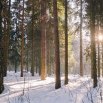 Z lasu zniknęły ważne elementy. Leśnicy apelują do świadków