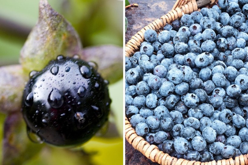 Z lewej: wilcza jagoda, z prawej: borówki /123RF/PICSEL