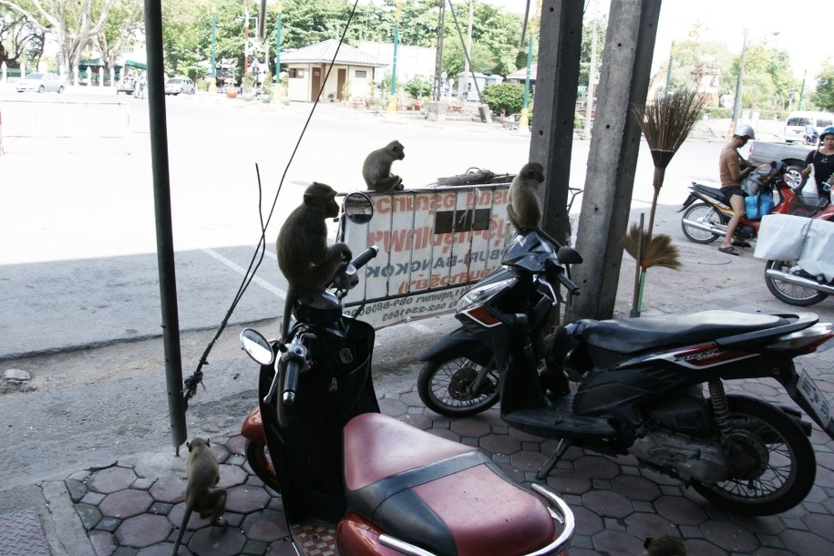 Z małpami po prostu trzeba nauczyć się żyć i bardzo przy nich uważać.  Miejscowi mają swoje metody /Karolina Jackowska /RMF FM