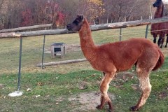 Z mini zoo uciekła lama, przestraszyła się szczeniaka 