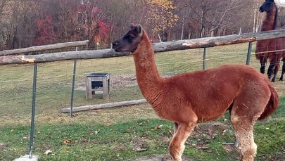 Z mini zoo uciekła lama, przestraszyła się szczeniaka 