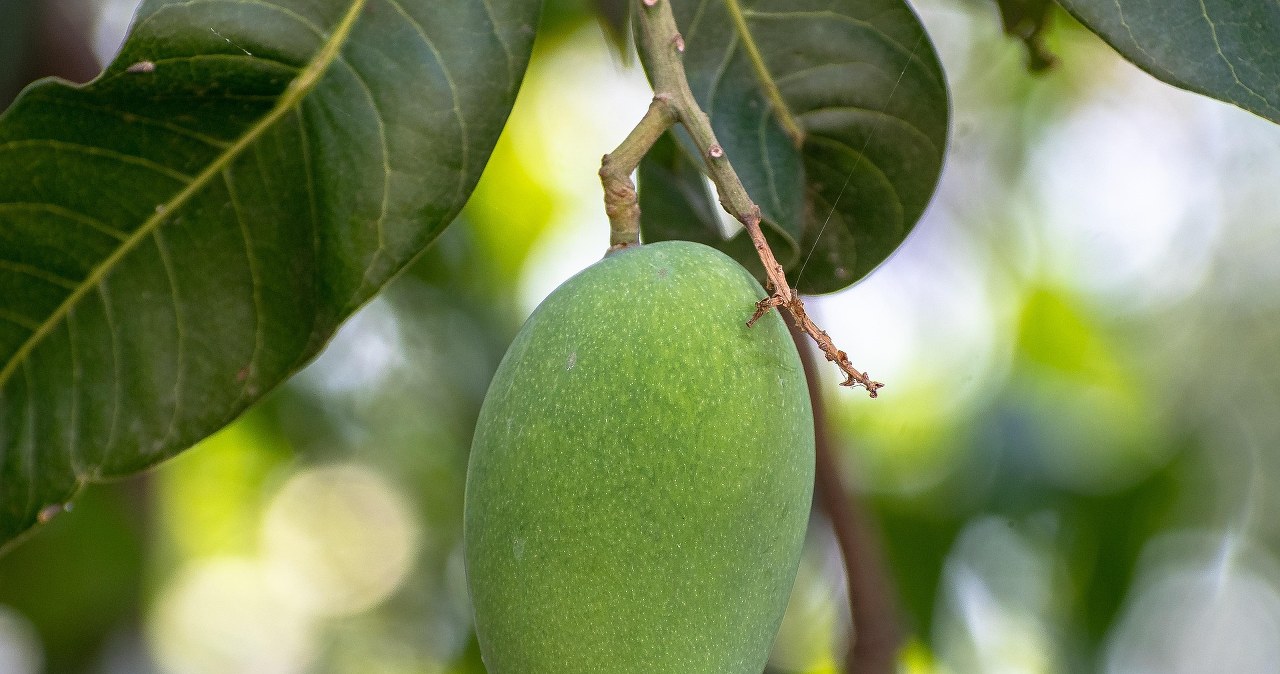 З недозрілого манго роблять дуже корисну приправу /pixabay.com