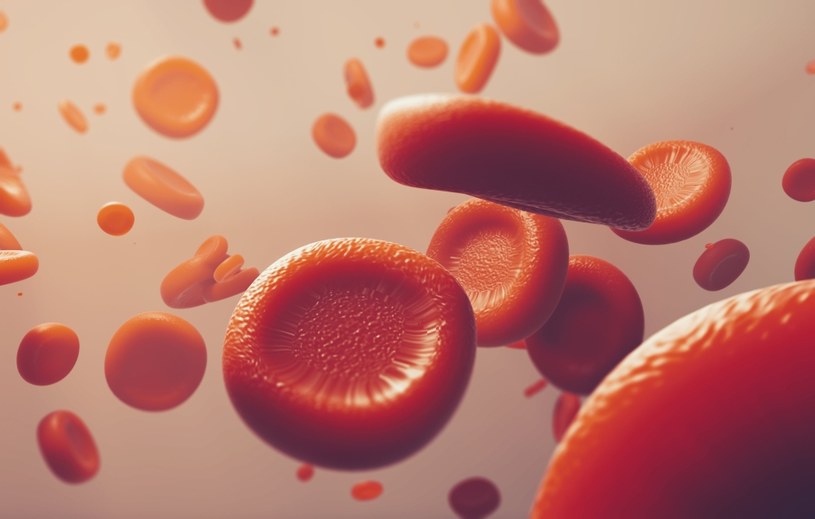 Z nieprawidłowościami związanymi z erytrocytami wiążemy anemię. Ale mogą też pojawić się inne problemy /123RF/PICSEL