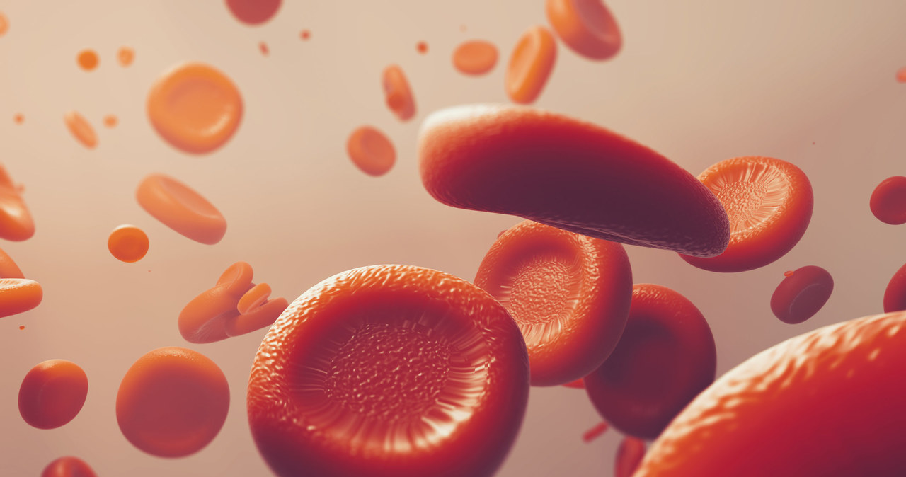 Z nieprawidłowościami związanymi z erytrocytami wiążemy anemię. Ale mogą też pojawić się inne problemy /123RF/PICSEL