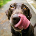 Z nowego badania wynika, że psy rozróżniają języki