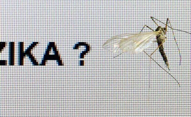 Z obawy przed wirusem Zika Francuzi zaostrzają walkę z komarami tygrysimi