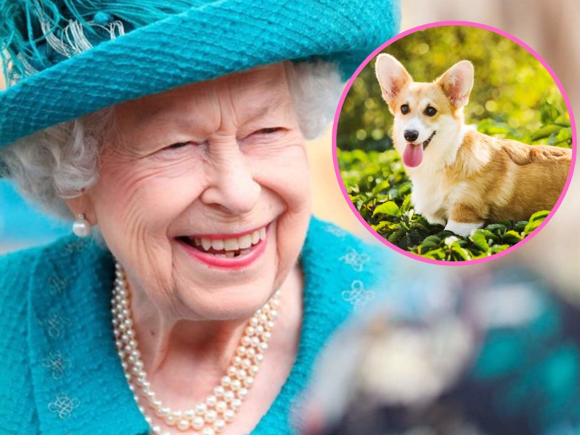 Z okazji jubileuszu Królowej Elżbiety II, odbędzie się parada psów Corgi /REUTERS/Scott Heppell /AFP / /123RF/PICSEL /AFP