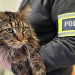 przestępca kradnący