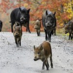 USA Z północy nadciągają superświnie. Inwazja niebezpiecznych hybryd