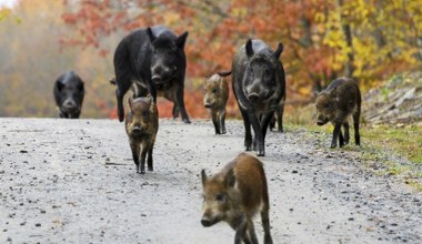 Z północy nadciągają superświnie. Inwazja niebezpiecznych hybryd