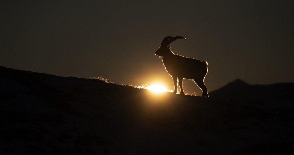 Z powodu globalnego ocieplenia koziorożec alpejski (Capra ibex) zaczyna prowadzić nocny tryb życia. To naraża go na częstsze spotkania z wilkami /OLIVIER BORN / Biosphoto / Biosphoto /AFP