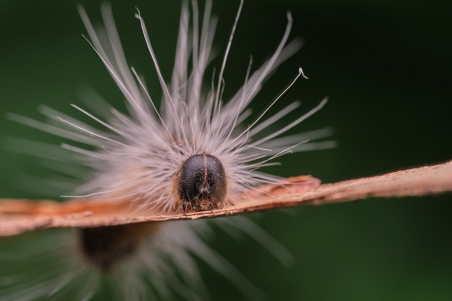 Z powodu korowódki dębówki służby muszą interweniować coraz częściej /Shutterstock