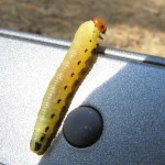 Z powodu larwy nie można wejść do lasów